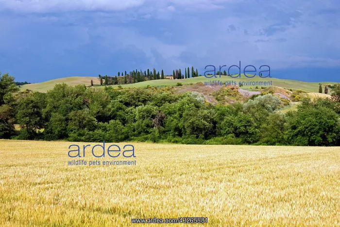: Countryside near San Quirico d'Orcia, Siena : Countryside near San Quirico d'Orcia, Siena