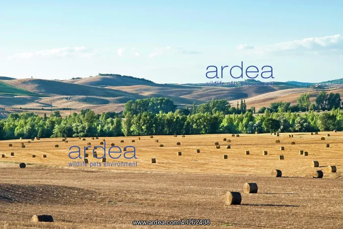 : Countryside near San Qurico d'Orcia, Siena : Countryside near San Qurico d'Orcia, Siena