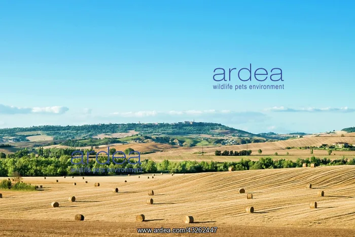 : Countryside near San Qurico d'Orcia, Siena : Countryside near San Qurico d'Orcia, Siena