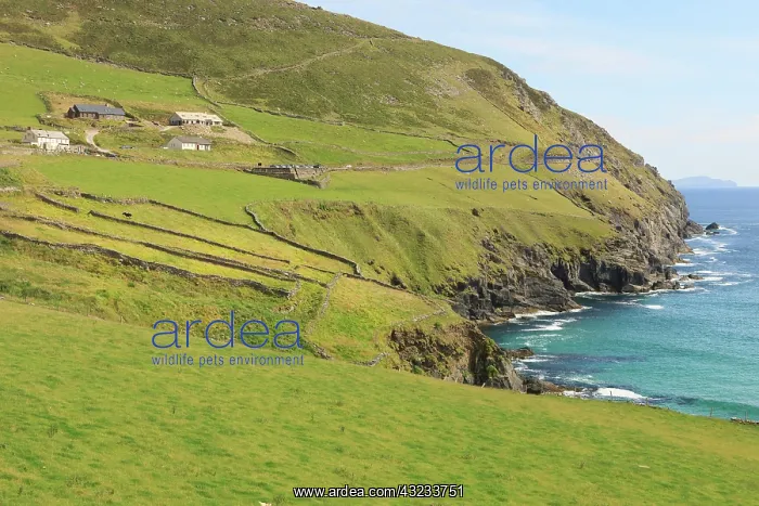 : County Kerry. Dingle Bay. Ireland. Typical : County Kerry. Dingle Bay. Ireland. Typical