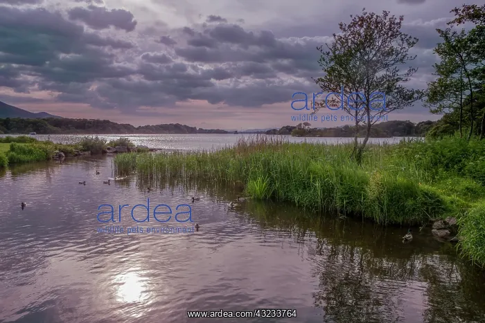 : County Kerry. Killarney National Park. Ireland : County Kerry. Killarney National Park. Ireland