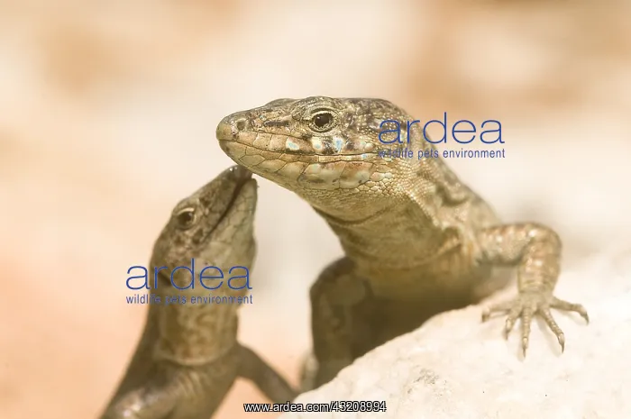 : A couple of Balearic Lizard in Sa Dragonera island : A couple of Balearic Lizard in Sa Dragonera island