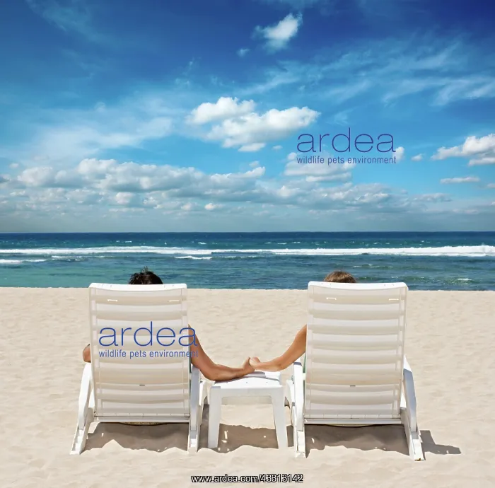 : Couple in beach chairs holding hands near ocean : Couple in beach chairs holding hands near ocean