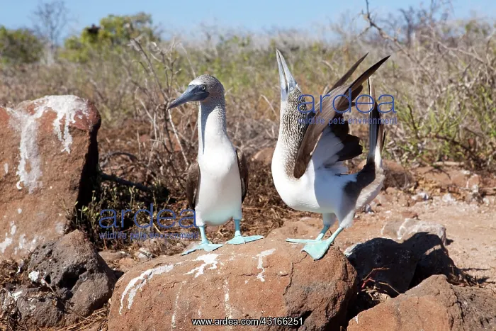 : Couple of Blue-footed Booby - North Seymour Island, Galapago