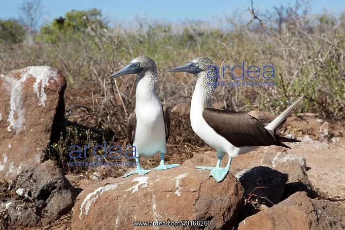 : Couple of Blue-footed Booby - North Seymour Island, Galapago : Couple of Blue-footed Booby - North Seymour Island, Galapago