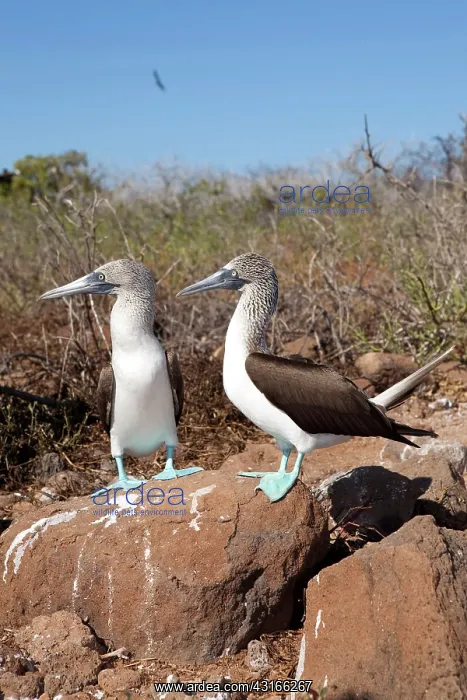 : Couple of Blue-footed Booby - North Seymour Island, Galapago : Couple of Blue-footed Booby - North Seymour Island, Galapago