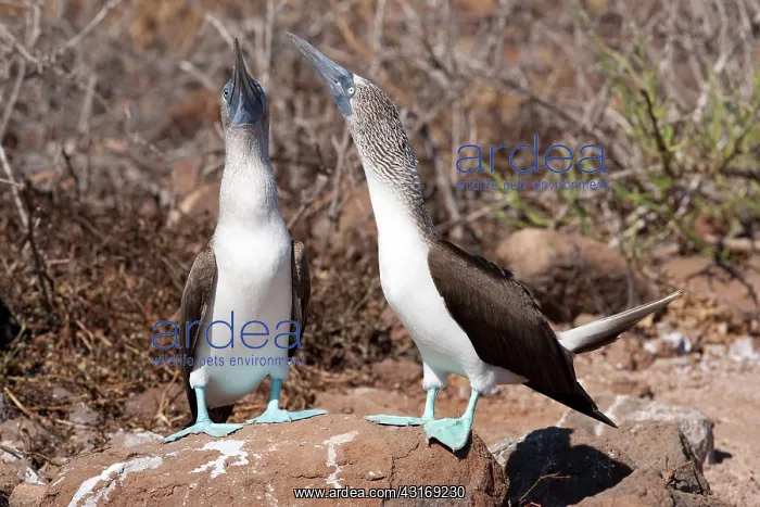 : Couple of Blue-footed booby Sula nebouxi North Seymour Islan : Couple of Blue-footed booby Sula nebouxi North Seymour Islan