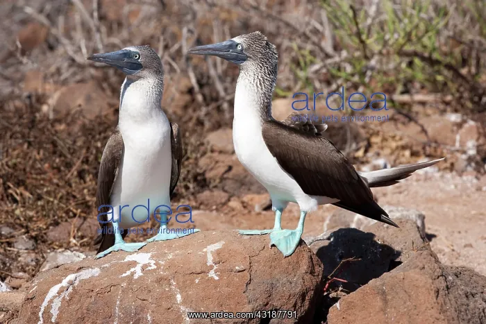 : Couple of Blue-footed booby Sula nebouxi North Seymour Islan : Couple of Blue-footed booby Sula nebouxi North Seymour Islan