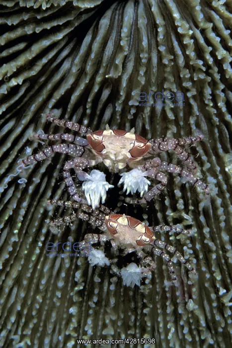  : Couple of boxer crabs, Lybia tesselata, Witu Islands, West N