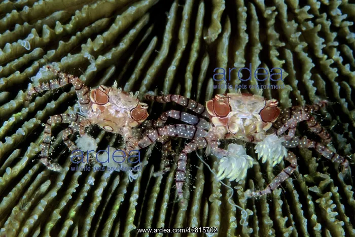 : Couple of boxer crabs, Lybia tesselata, Witu Islands, West N : Couple of boxer crabs, Lybia tesselata, Witu Islands, West N