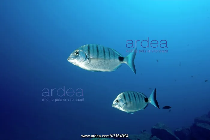 : couple of breams - Madeira Island Portugal Atlantic Ocean : couple of breams - Madeira Island Portugal Atlantic Ocean