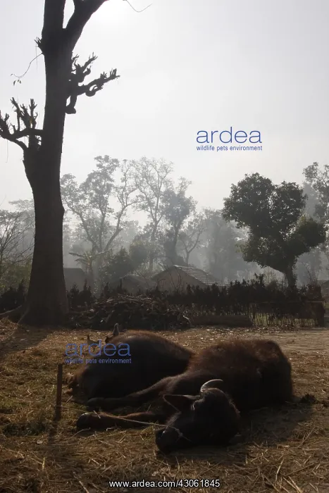: Couple of Buffalo in Bardia NP Nepal : Couple of Buffalo in Bardia NP Nepal