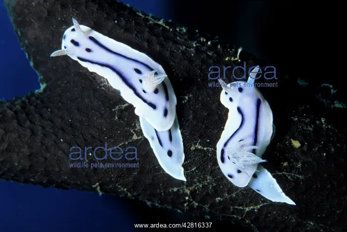 : Couple of Chromodoris nudibranch, Chromodoris willani, Walin : Couple of Chromodoris nudibranch, Chromodoris willani, Walin