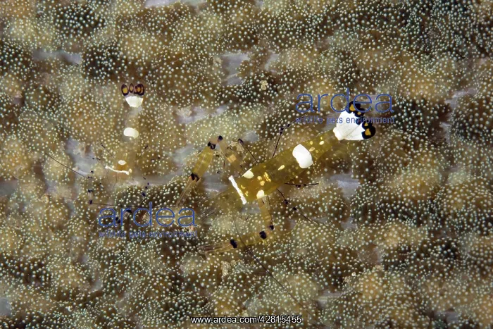 : Couple of Commensal Shrimps - in sea anemone Cryptodendrum a : Couple of Commensal Shrimps - in sea anemone Cryptodendrum a