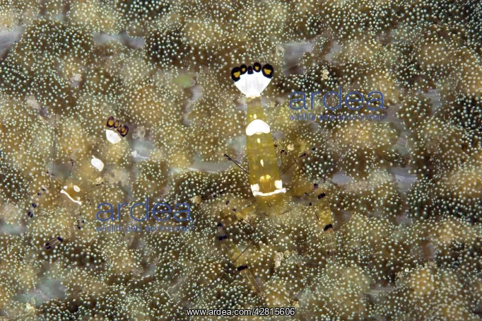 : Couple of Commensal Shrimps - in sea anemone Cryptodendrum a : Couple of Commensal Shrimps - in sea anemone Cryptodendrum a