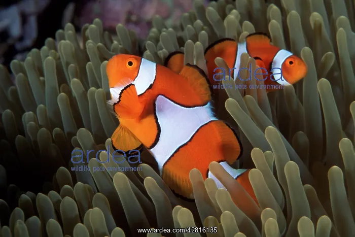 : Couple of false clownfish, Amphiprion ocellaris, Walindi, We : Couple of false clownfish, Amphiprion ocellaris, Walindi, We