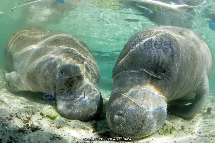 : couple of Florida manatee, Trichechus manatus latirostris, a : couple of Florida manatee, Trichechus manatus latirostris, a