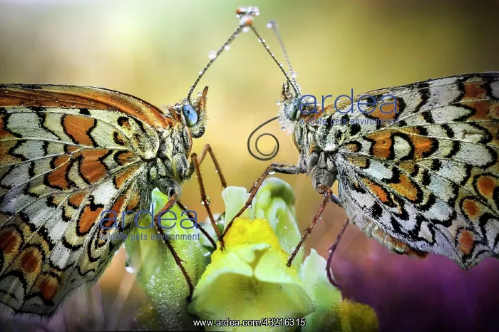 : Couple of Fritillary (Melitaea sp), Luzzara Reggio : Couple of Fritillary (Melitaea sp), Luzzara Reggio
