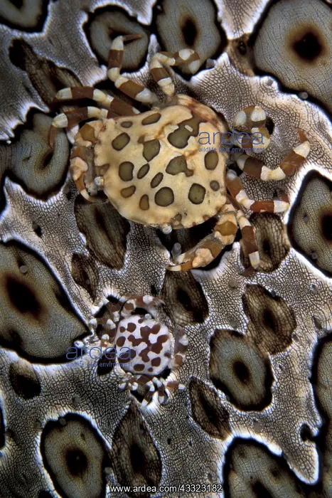 : Couple of harlequin crab, Lissocarcinus orbicularis, Walindi : Couple of harlequin crab, Lissocarcinus orbicularis, Walindi