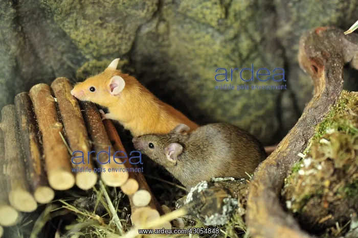 : Couple of house mice in a terrarium : Couple of house mice in a terrarium