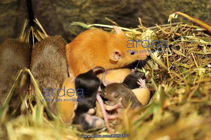: Couple of House Mouse and young 10 days : Couple of House Mouse and young 10 days