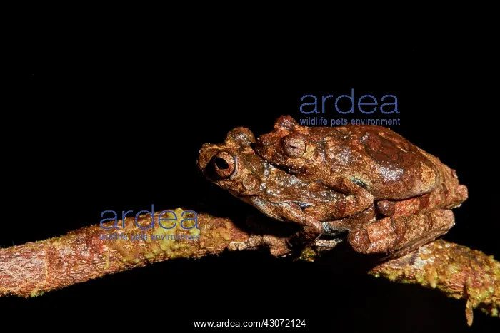  : Couple of Interior Treefrog (Dendropsophus melanargyreus