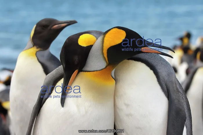 : Couple of King penguins (Aptenodytes patagonicus) : Couple of King penguins (Aptenodytes patagonicus)
