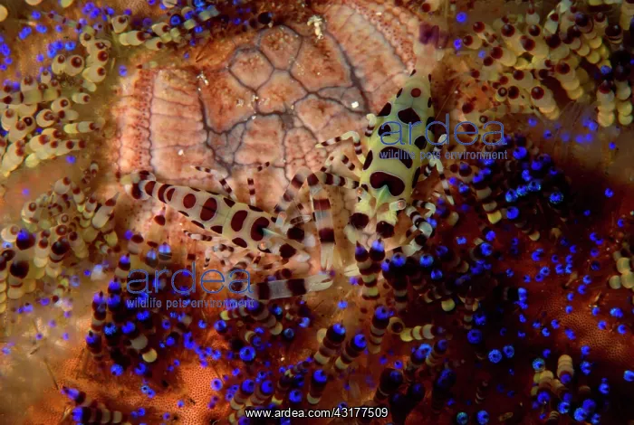 : Couple lives on the sea urchin, the female is larger : Couple lives on the sea urchin, the female is larger