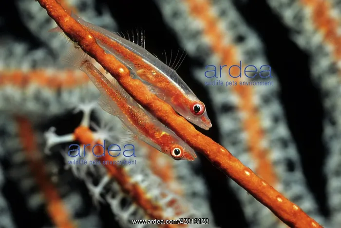 : Couple of Loki whip goby, Bryaninops loki, Walindi, West New : Couple of Loki whip goby, Bryaninops loki, Walindi, West New