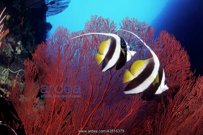  : Couple of longfin bannerfish, Heniochus acuminatus, Walindi