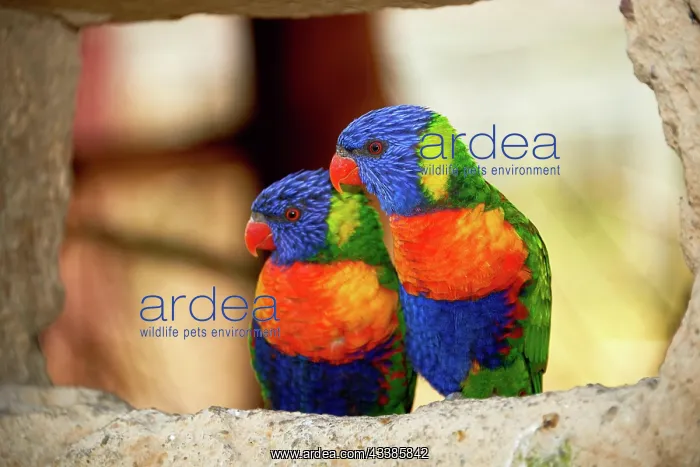 : Couple of lories : Couple of lories