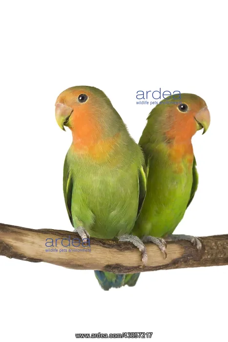 : Couple Lovebirds on a branch : Couple Lovebirds on a branch