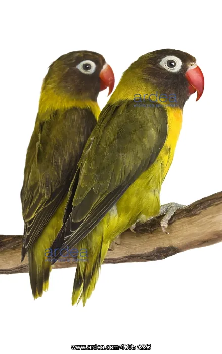 : Couple Lovebirds on a branch : Couple Lovebirds on a branch