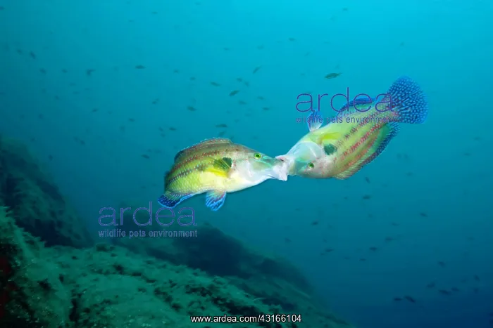 : Couple of males peacock wrasse Symphodus tinca fighting for : Couple of males peacock wrasse Symphodus tinca fighting for