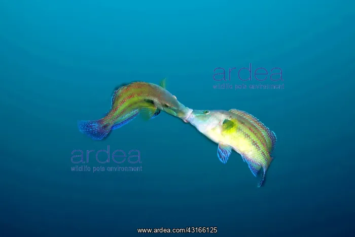 : Couple of males peacock wrasse Symphodus tinca fighting for : Couple of males peacock wrasse Symphodus tinca fighting for