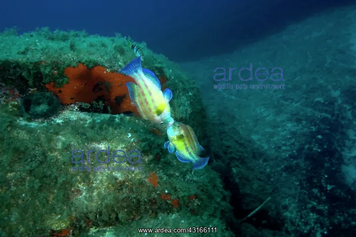 : Couple of males peacock wrasse Symphodus tinca Secca delle S : Couple of males peacock wrasse Symphodus tinca Secca delle S