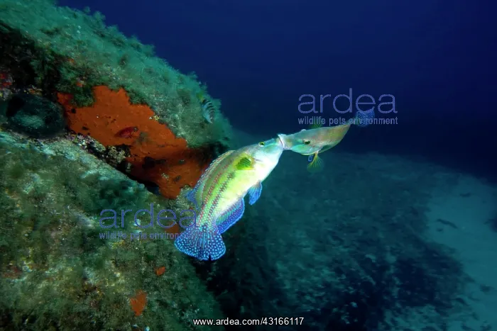 : Couple of males peacock wrasse Symphodus tinca Secca delle S : Couple of males peacock wrasse Symphodus tinca Secca delle S