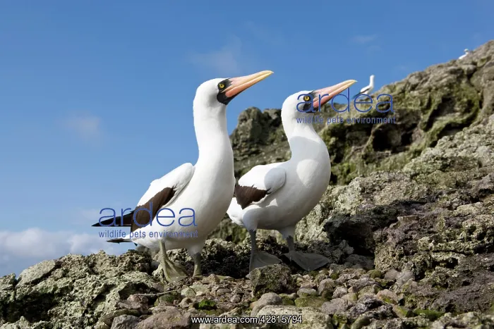 : Couple of Masked Booby, Sula dactylatra, Malpelo Island, Nat : Couple of Masked Booby, Sula dactylatra, Malpelo Island, Nat