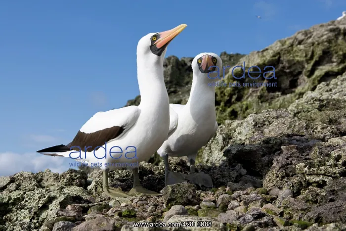 : Couple of Masked Booby, Sula dactylatra, Malpelo Island, Nat : Couple of Masked Booby, Sula dactylatra, Malpelo Island, Nat