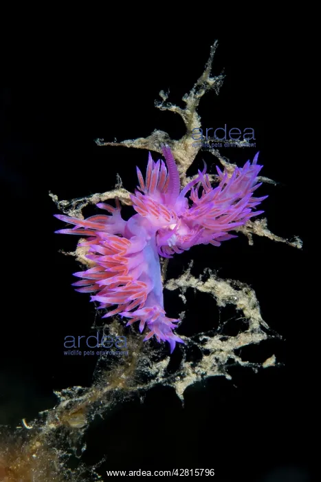 : Couple of nudibranchs, Flabellina affinis, Punta Madonna div : Couple of nudibranchs, Flabellina affinis, Punta Madonna div