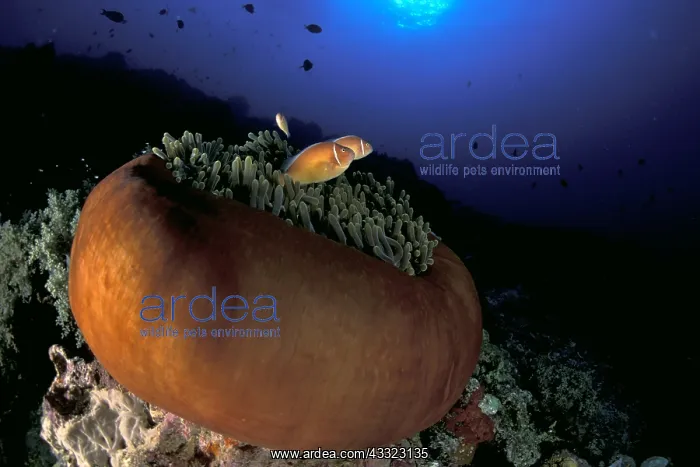 : Couple of pink anemonefish, Amphiprion perideraion, in a clo : Couple of pink anemonefish, Amphiprion perideraion, in a clo