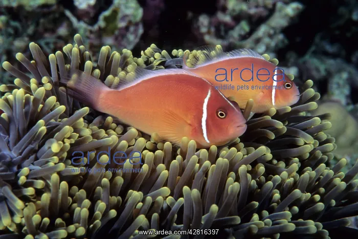: Couple of pink anemonefish in the anemone, Amphiprion peride : Couple of pink anemonefish in the anemone, Amphiprion peride