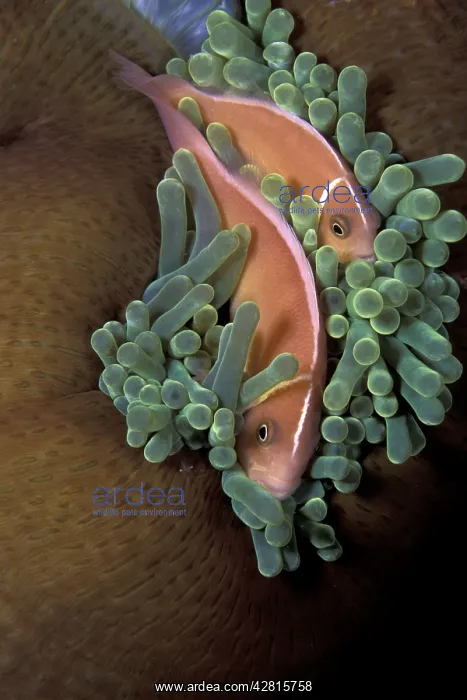 : Couple of pink anemonefish in a closed anemone, Amphiprion p : Couple of pink anemonefish in a closed anemone, Amphiprion p
