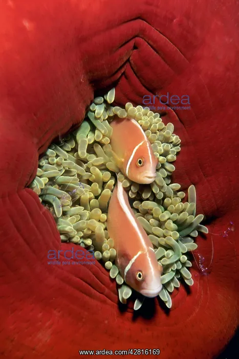 : Couple of pink anemonefish in a closed anemone, Amphiprion p : Couple of pink anemonefish in a closed anemone, Amphiprion p