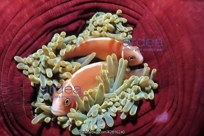  : Couple of pink anemonefish in a closed anemone, Amphiprion p