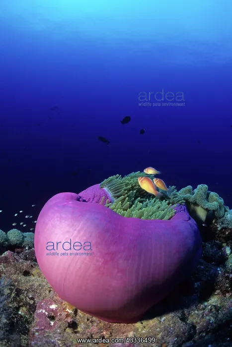 : Couple of pink anemonefish in a closed anemone, Amphiprion p : Couple of pink anemonefish in a closed anemone, Amphiprion p