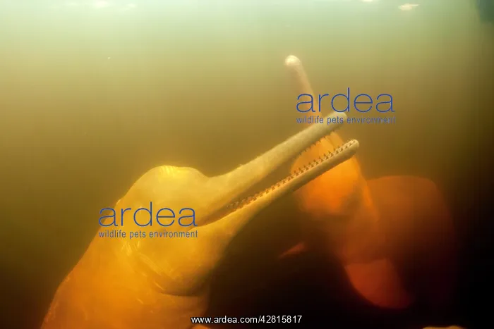 : Couple of Pink River dolphin or Boto, Inia geoffrensis, Acaj : Couple of Pink River dolphin or Boto, Inia geoffrensis, Acaj