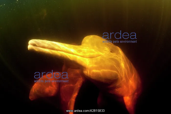 : Couple of Pink River dolphin or Boto, Inia geoffrensis, Acaj : Couple of Pink River dolphin or Boto, Inia geoffrensis, Acaj