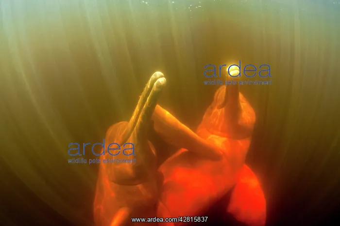 : Couple of Pink River dolphin or Boto, Inia geoffrensis, Acaj : Couple of Pink River dolphin or Boto, Inia geoffrensis, Acaj