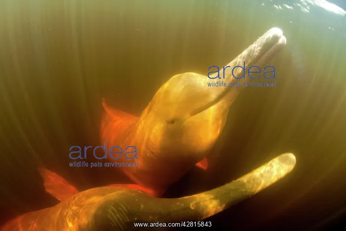 : Couple of Pink River dolphin or Boto, Inia geoffrensis, Acaj : Couple of Pink River dolphin or Boto, Inia geoffrensis, Acaj